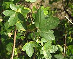 Franzsischer Ahorn (Acer monspessulanum) [2931 views]