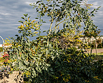 Blaugrner Tabak (Nicotiana glauca) [1277 views]
