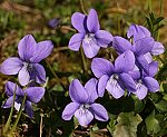 Raues Veilchen (Viola hirta) [5886 views]