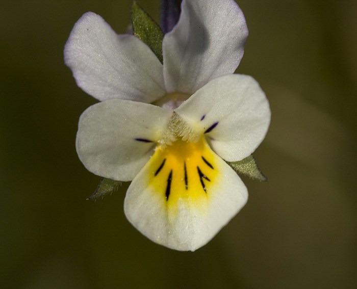 Acker-Stiefmtterchen (Viola arvensis)