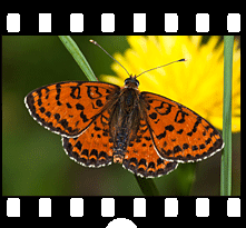 Schmetterlinge