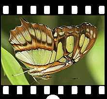 Schmetterlinge