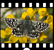 Schmetterlinge