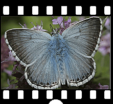 Schmetterlinge