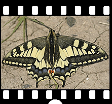 Schmetterlinge