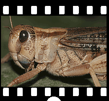 Insekten