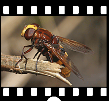 Insekten