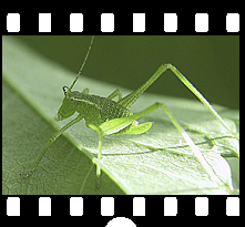 Insekten