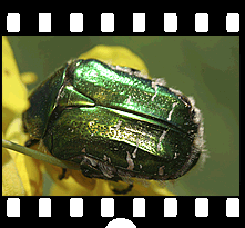 Insekten