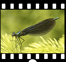 Insekten
