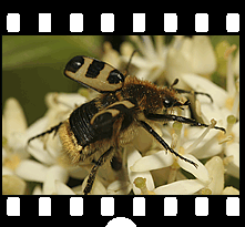 Insekten