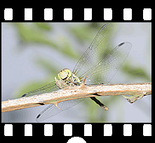 Insekten