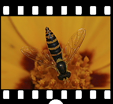 Insekten