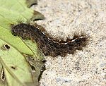 Rotrandbr (Diacrisia sannio) Raupe [2696 views]