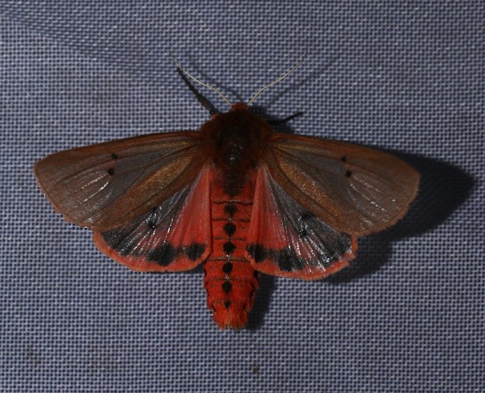 Zimtbär (Phragmatobia fuliginosa) Zimtbär (Phragmatobia fuliginosa)