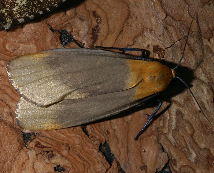 Vierpunkt-Flechtenbrchen (Lithosia quadra) ♂