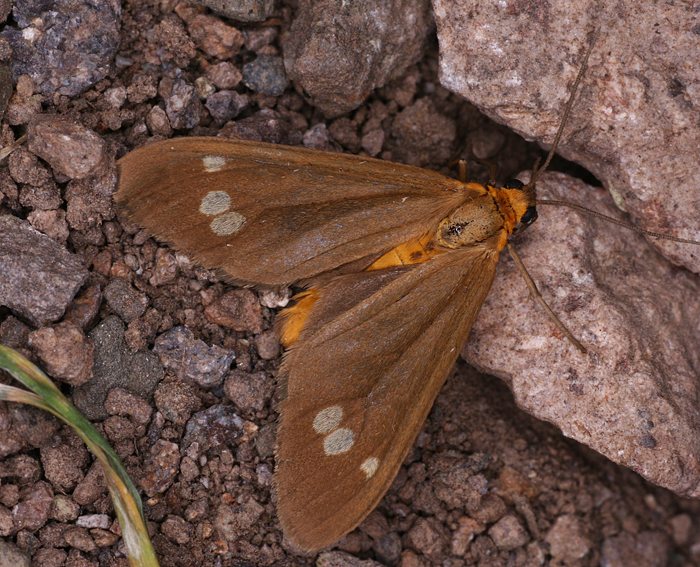 Braunfleck-Widderchen (Dysauxes ancilla)