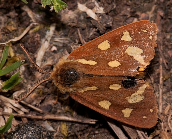 Hofdame (Hyphoraia aulica) ♂