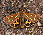 Hofdame (Hyphoraia aulica) ♂ [2584 views]