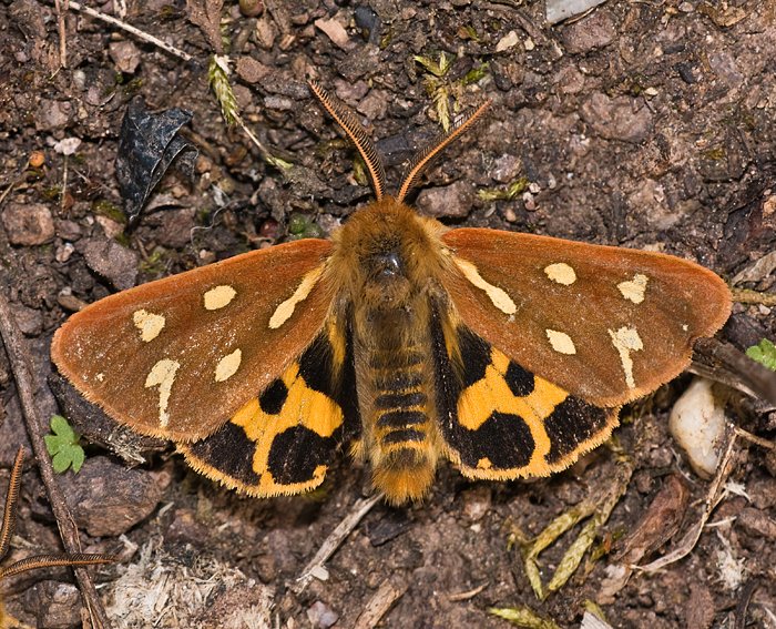 Hofdame (Hyphoraia aulica) ♂ Hofdame (Hyphoraia aulica) ♂
