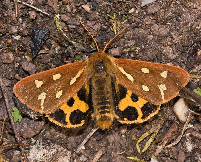 Hofdame (Hyphoraia aulica) ♂