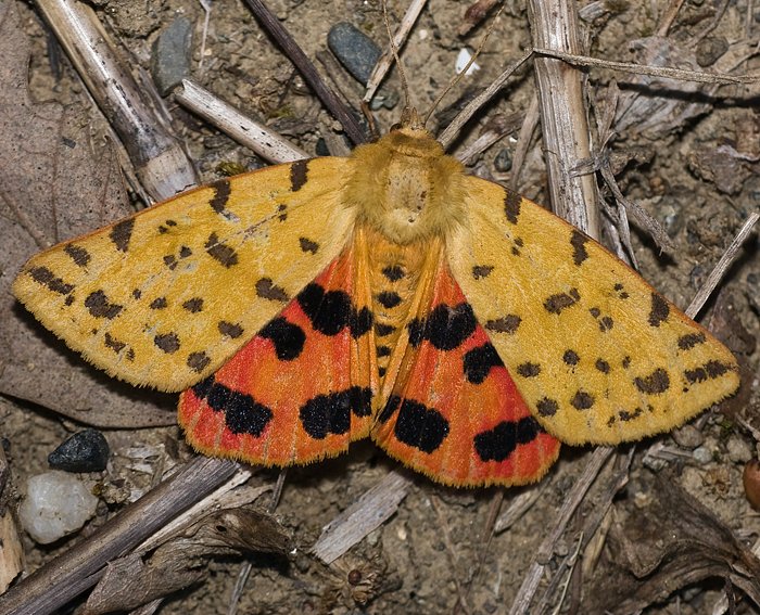 Purpurbär (Rhyparia purpurata)