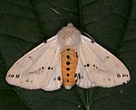 Gelber Fleckleibbr (Spilosoma lutea) [2143 views]