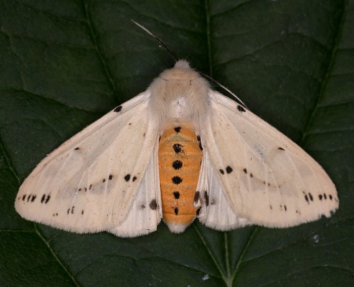 Gelber Fleckleibbr (Spilosoma lutea)