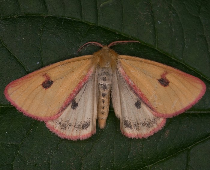 Rotrandbr (Diacrisia sannio) ♂