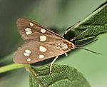 Kleines Braunwidderchen (Dysauxes punctata) [2402 views]