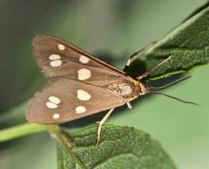 Kleines Braunwidderchen (Dysauxes punctata)