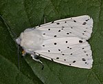 Breitflgeliger Fleckleibbr (Spilosoma lubricipeda) [3376 views]