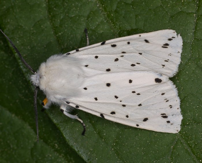 Breitflügeliger Fleckleibbär (Spilosoma lubricipeda)