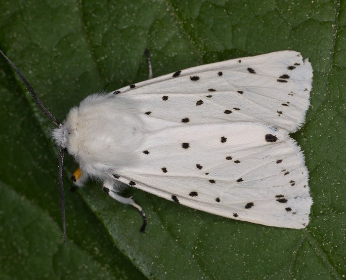 Breitflgeliger Fleckleibbr (Spilosoma lubricipeda)