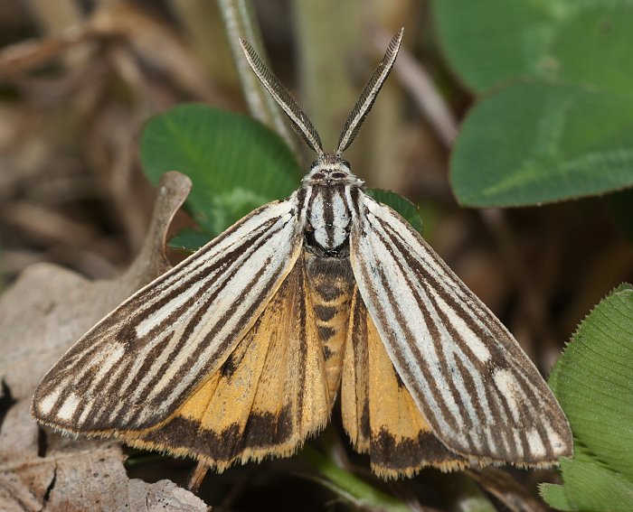 Gestreifter Grasbr (Spiris striata)