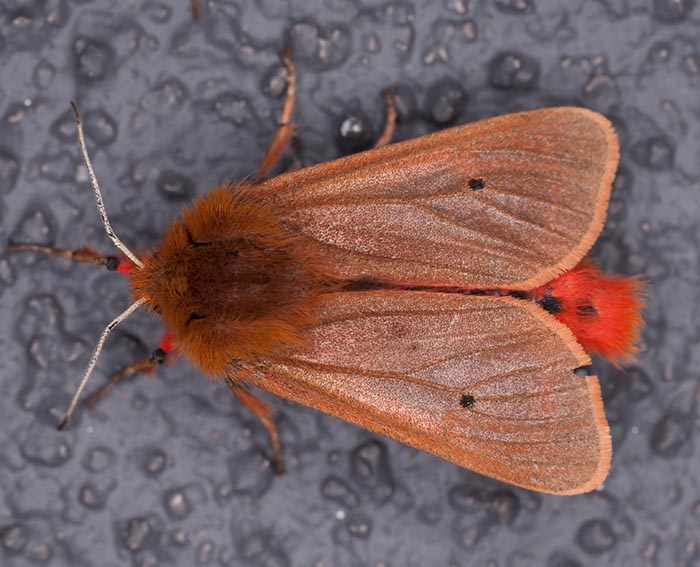 Zimtbär (Phragmatobia fuliginosa) Zimtbär (Phragmatobia fuliginosa)