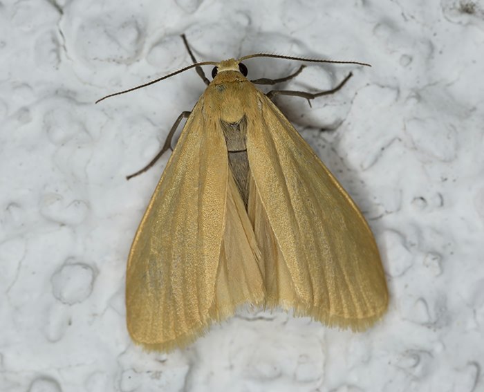 Dottergelbes Flechtenbrchen (Eilema sororcula)