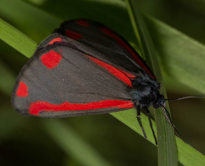 Jakobskrautbr (Tyria jacobaeae)