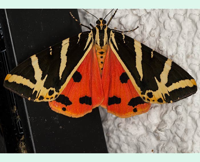 Russischer Bär (Euplagia quadripunctaria) Russischer Bär (Euplagia quadripunctaria)