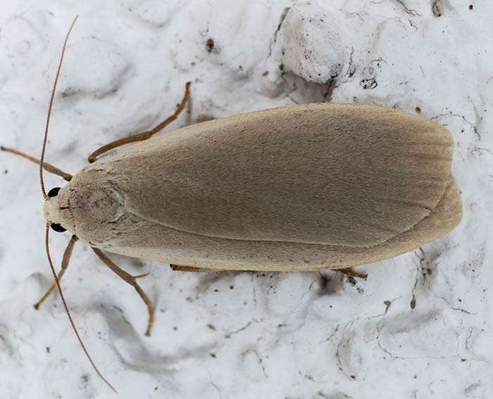 Bleigraues Flechtenbrchen (Eilema griseola)