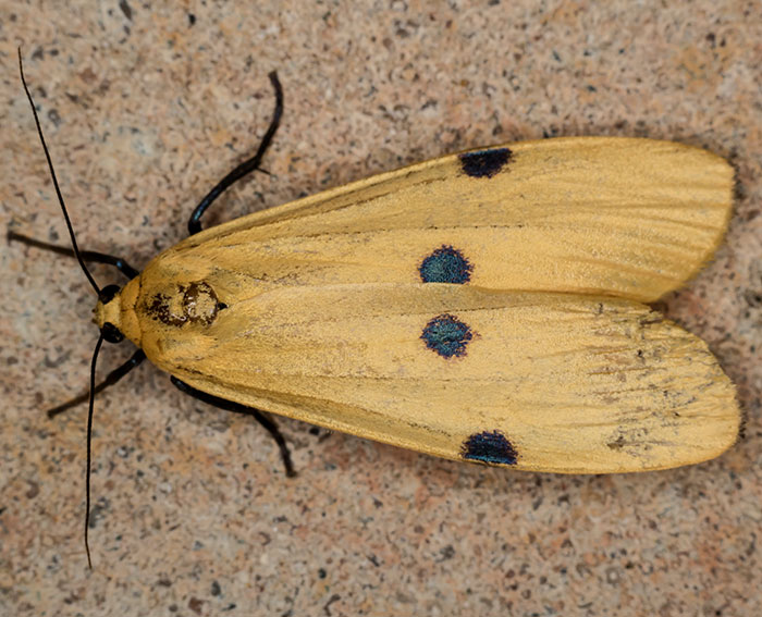 Vierpunkt-Flechtenbrchen (Lithosia quadra) ♀