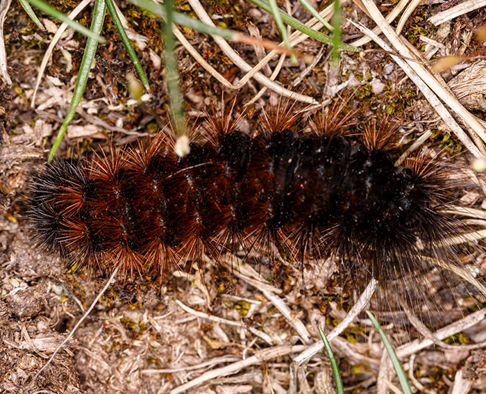 Hofdame (Hyphoraia aulica)Raupe