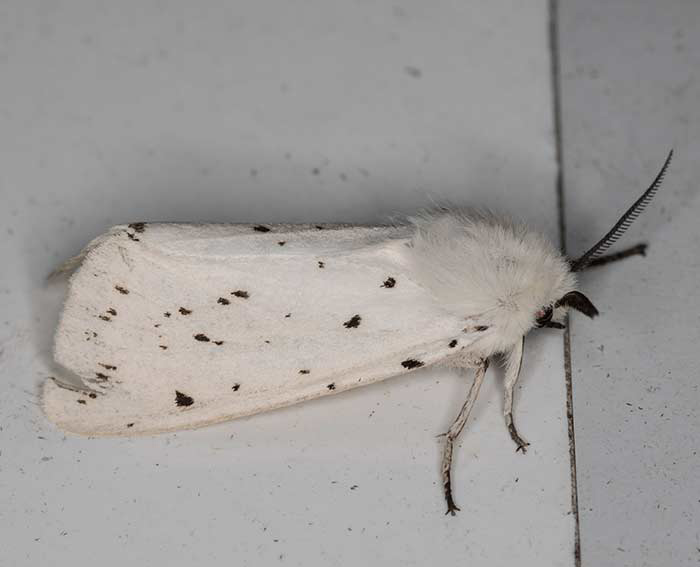 Schmalflgeliger Fleckleibbr (Spilosoma urticae)