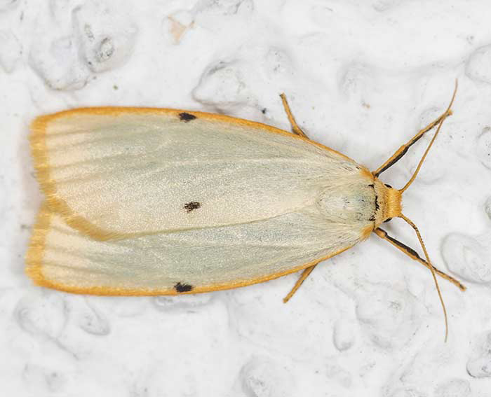 Elfenbein-Flechtenbrchen (Cybosia mesomella)