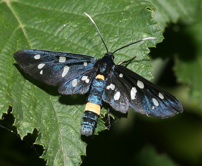 Weißfleckwidderchen (Amata phegea) Weißfleckwidderchen (Amata phegea)