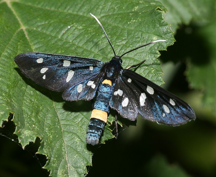 Weifleckwidderchen (Amata phegea)