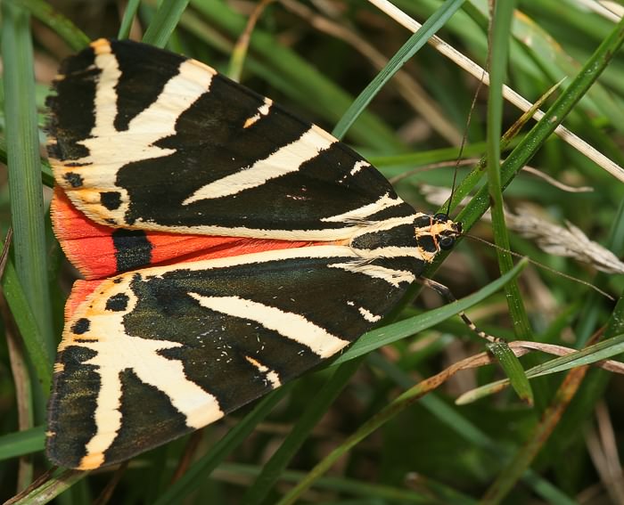 Russischer Bär (Euplagia quadripunctaria) Russischer Bär (Euplagia quadripunctaria)