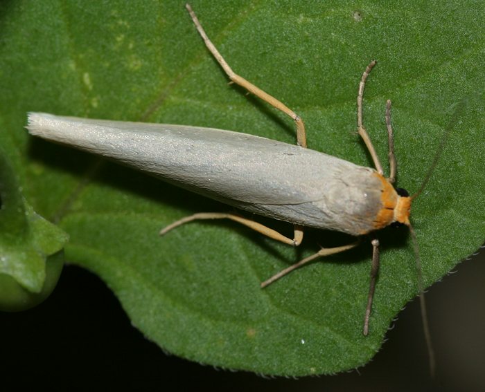 Gelbleib-Flechtenbrchen (Eilema complana)