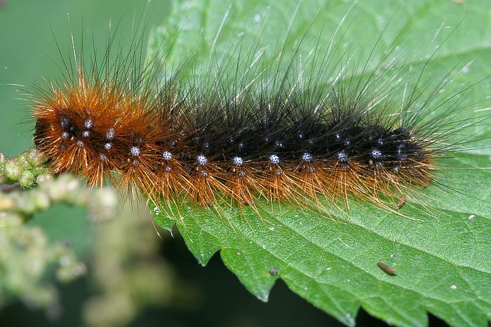 Brauner Br (Arctia caja) Raupe