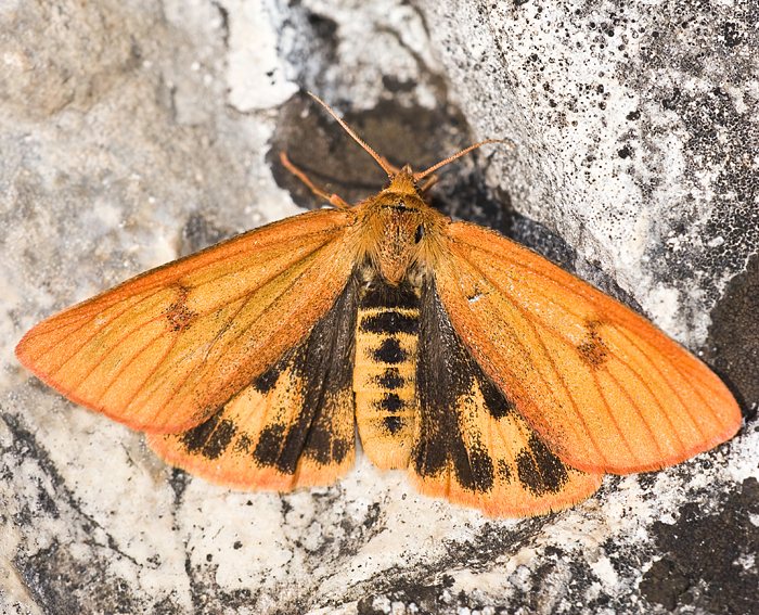 Rotrandbr (Diacrisia sannio) ♀